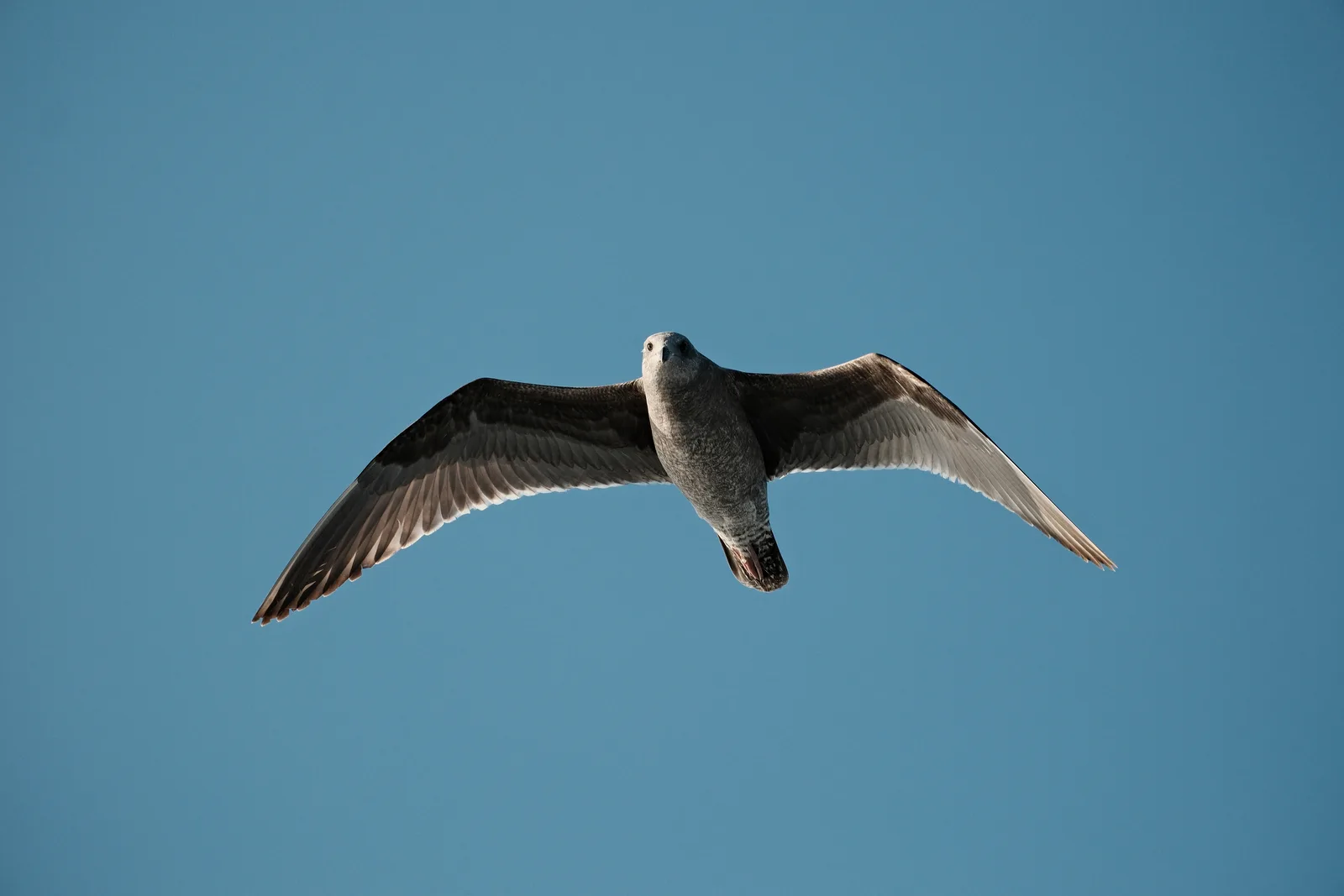 birds-813A970D-65A7-4A61-9547-C0F7876F4D00-41955-00001220FBA831AF