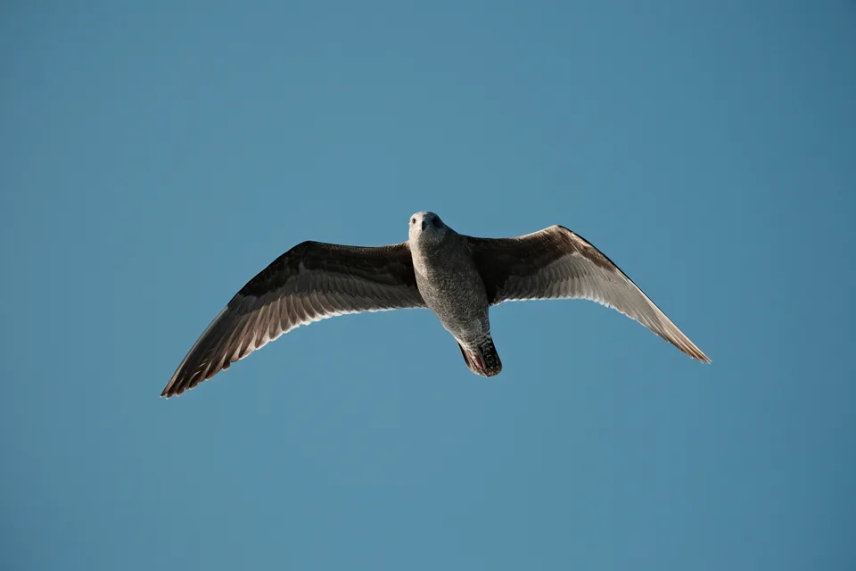 birds-813A970D-65A7-4A61-9547-C0F7876F4D00-41955-00001220FBA831AF