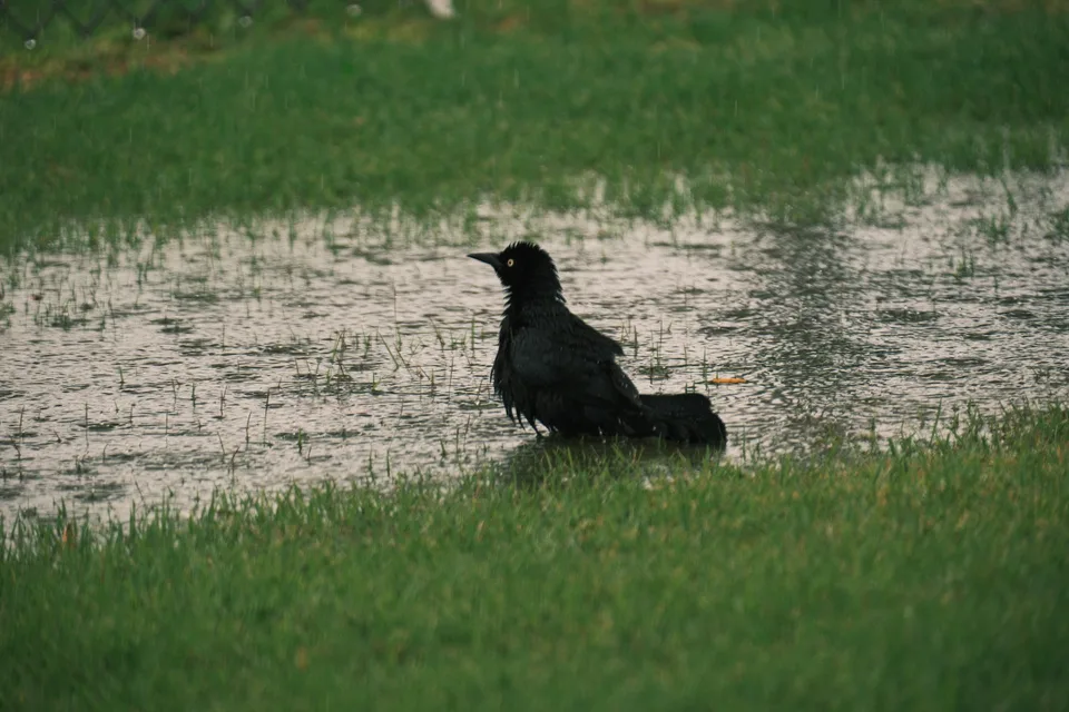 birds-DSCF5539