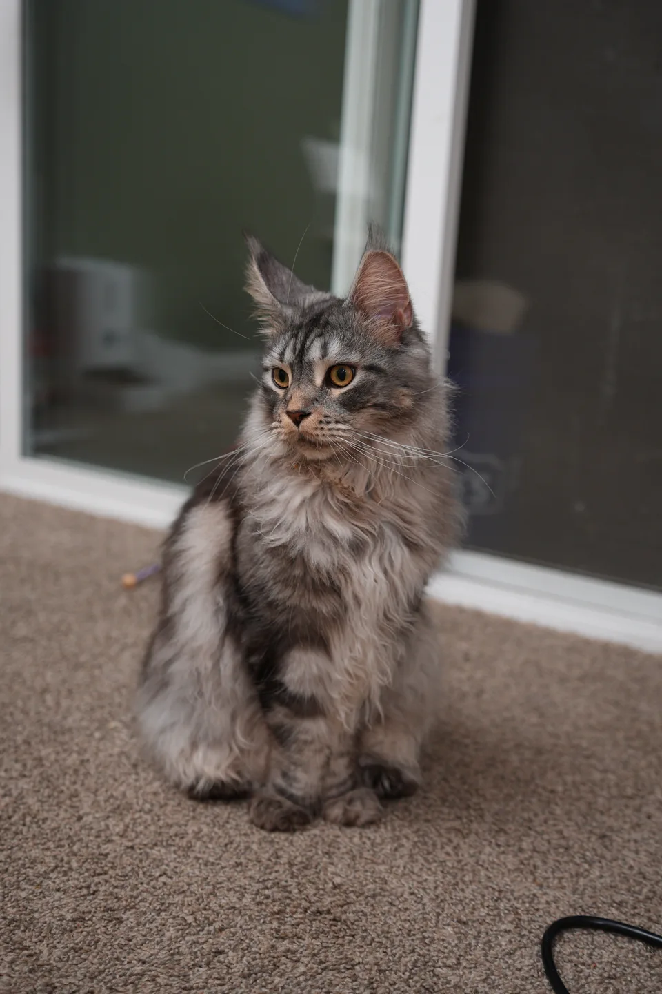 cats-DSC00010
