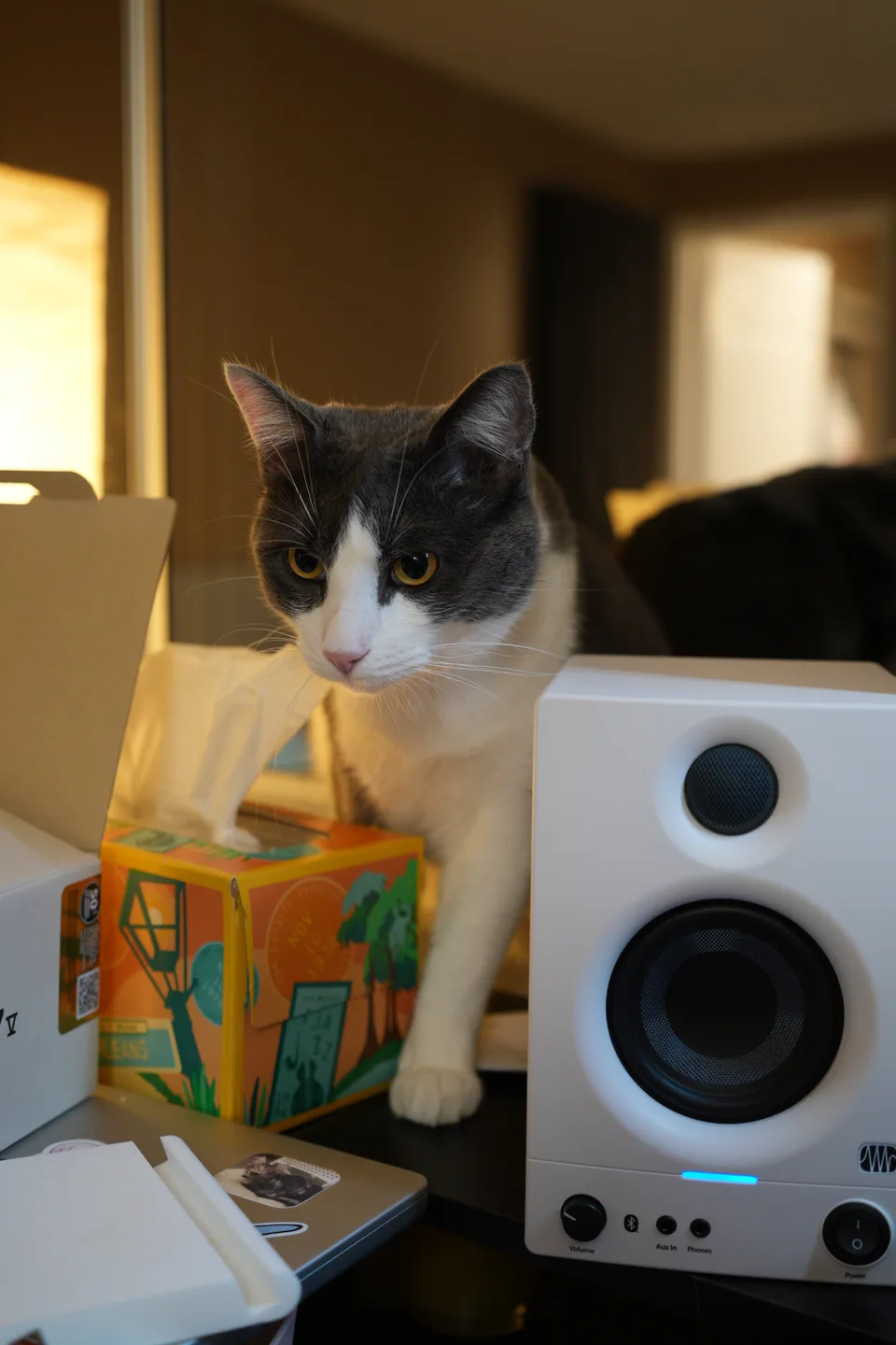 cats-DSC00027