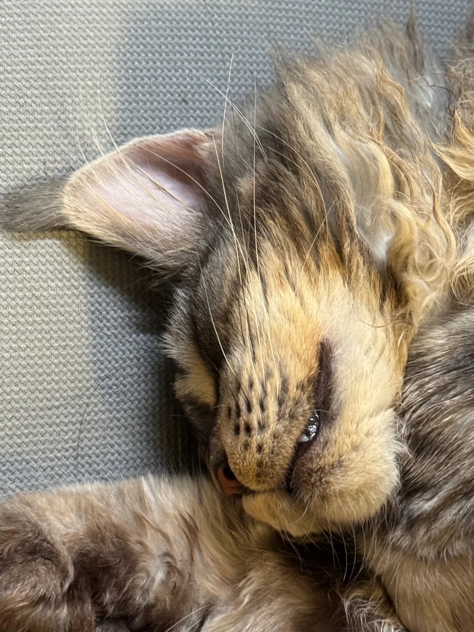 cats-IMG_1179