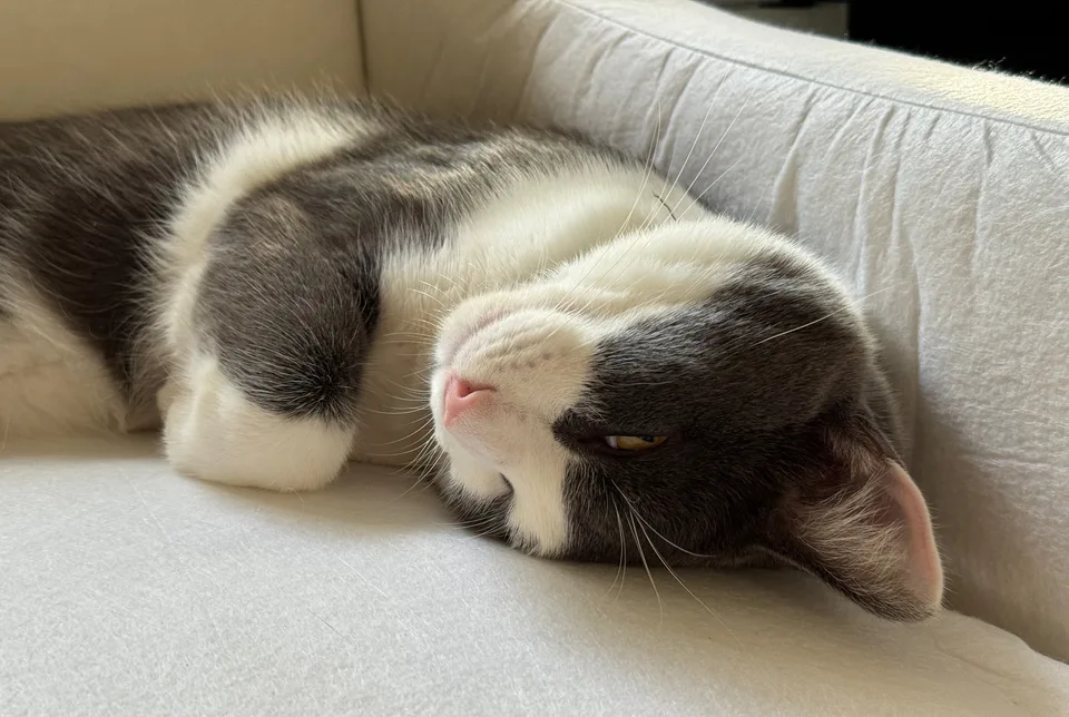 cats-IMG_1183