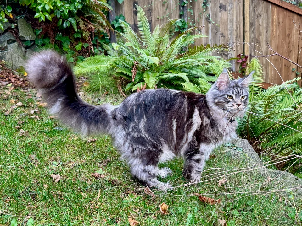 cats-IMG_1615